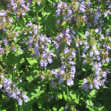 100 Italian Sage - Salvia Officinalis NON-GMO - Seed World