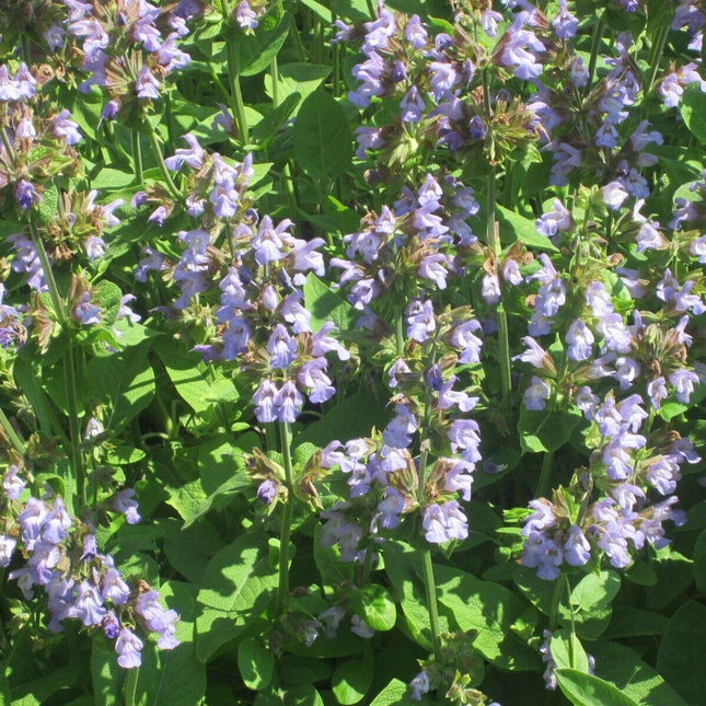 100 Italian Sage - Salvia Officinalis NON-GMO - Seed World