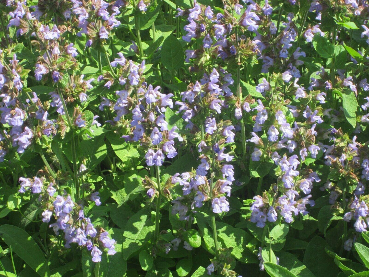 100 Italian Sage - Salvia Officinalis NON-GMO - Seed World