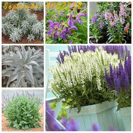 100 Italian Sage - Salvia Officinalis NON-GMO - Seed World