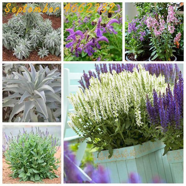 100 Italian Sage - Salvia Officinalis NON-GMO - Seed World