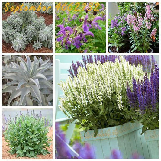 100 Italian Sage - Salvia Officinalis NON-GMO - Seed World
