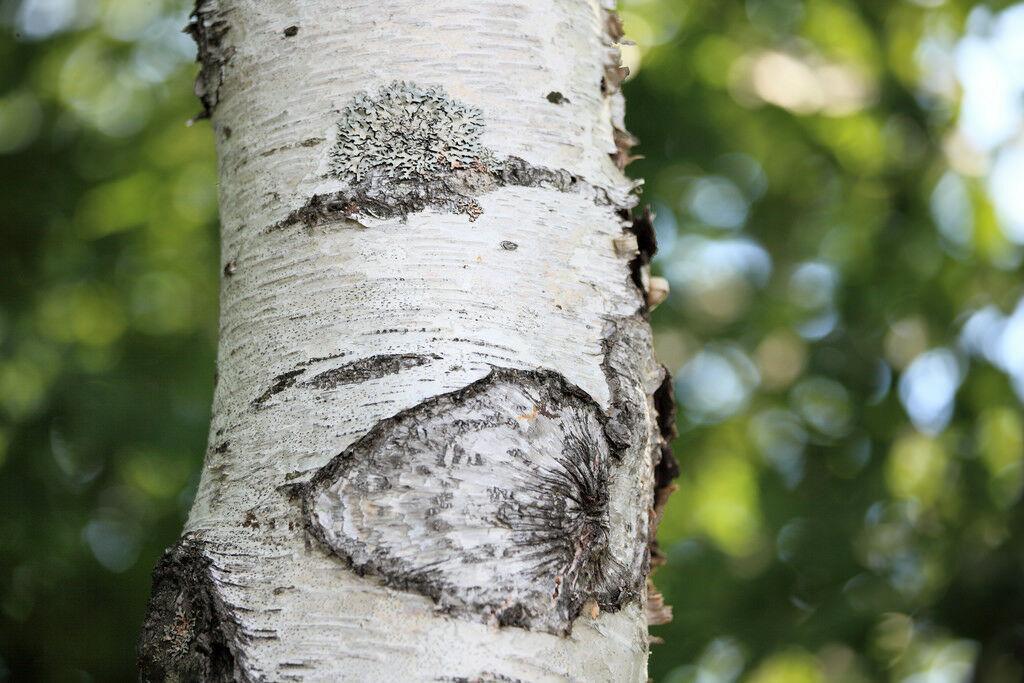 100 Japanese White Birch Tree Seeds - Seed World