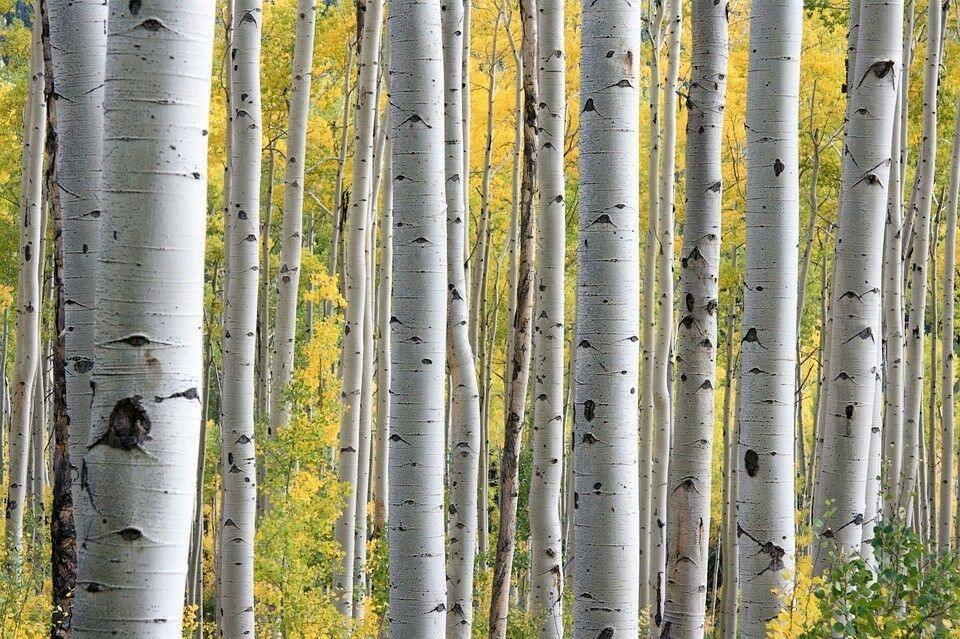 100 Japanese White Birch Tree Seeds - Seed World