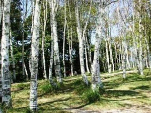 100 Japanese White Birch Tree Seeds - Seed World