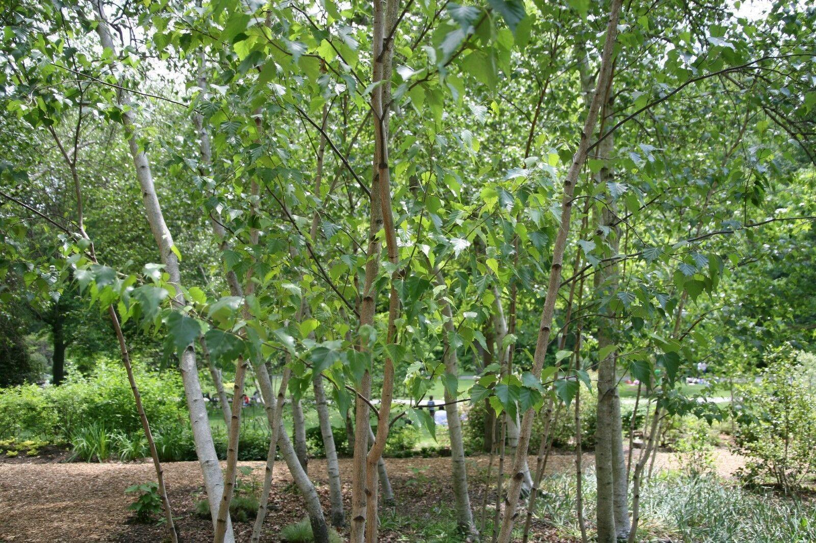 100 Japanese White Birch Tree Seeds - Seed World