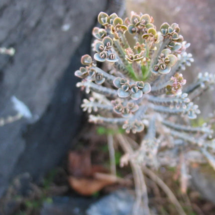100 Kalanchoe Tubiflora Seeds - Seed World