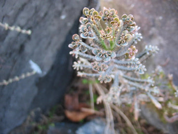 10 Kalanchoe Tubiflora Seeds  Chandelier Plant Succulent  Seed World
