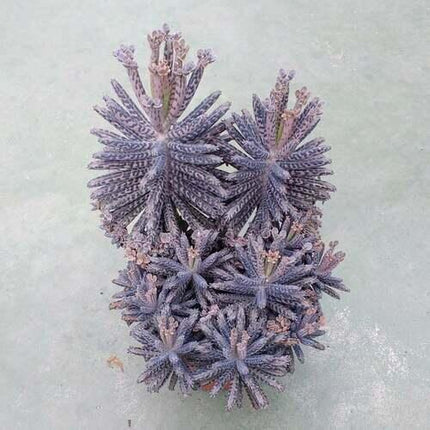 100 Kalanchoe Tubiflora Seeds - Seed World