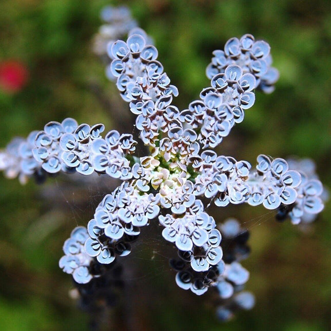 100 Kalanchoe Tubiflora Seeds - Seed World