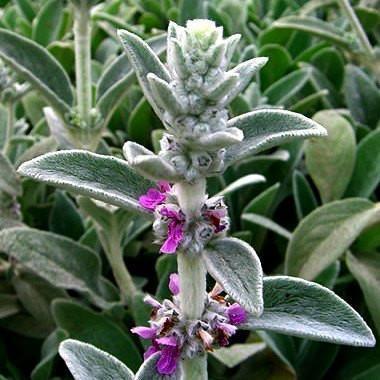 100 Lamb's Ear Byzantina Seeds - Seed World