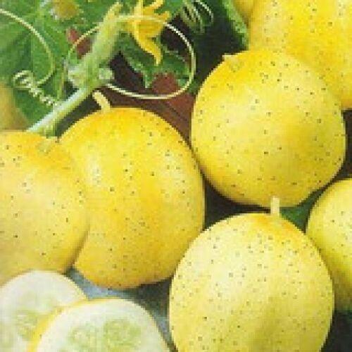 100 Lemon Cucumber Seeds - Heirloom - NON-GMO - Seed World