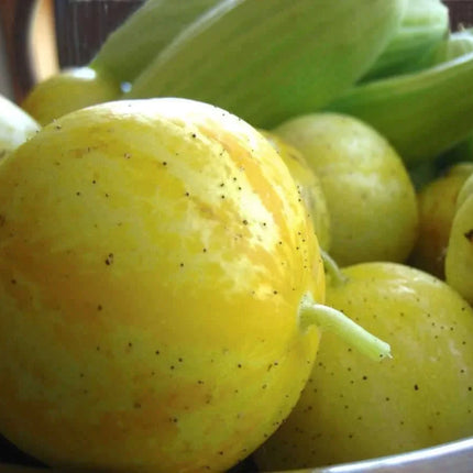 100 Lemon Cucumber Seeds - Heirloom - NON-GMO - Seed World