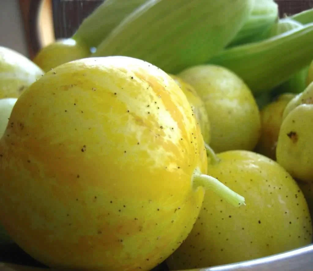 100 Lemon Cucumber Seeds - Heirloom - NON-GMO - Seed World