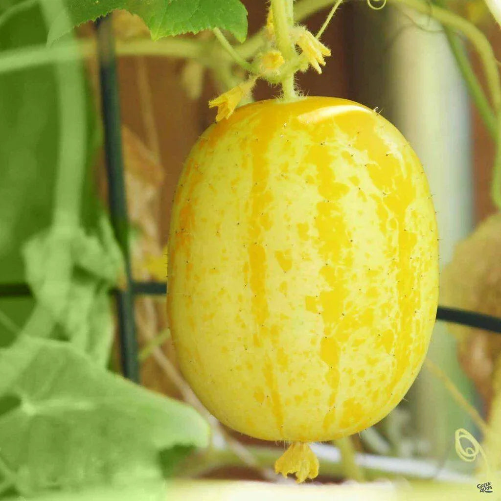 100 Lemon Cucumber Seeds - Heirloom - NON-GMO - Seed World