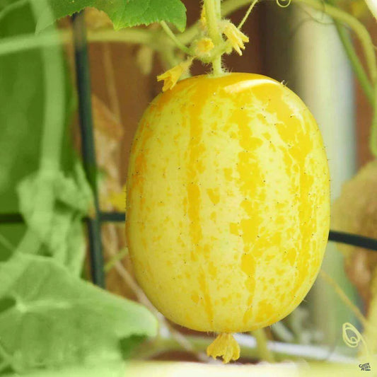 100 Lemon Cucumber Seeds - Heirloom - NON-GMO - Seed World