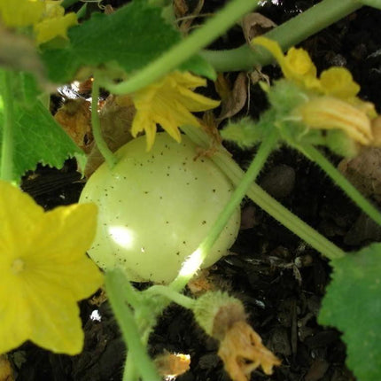 100 Lemon Cucumber Seeds - Heirloom - NON-GMO - Seed World