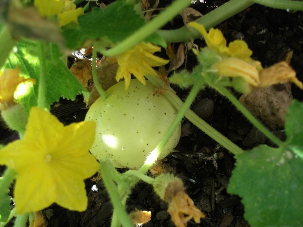 100 Lemon Cucumber Seeds - Heirloom - NON-GMO - Seed World