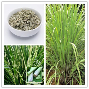 100 Lemon Grass Herb plants - Lemongrass tea seed - Seed World