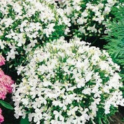 100 Lobelia - White Lady Seeds - Seed World