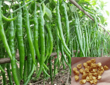 50 Long Organic Green Chili Seeds - Seed World