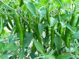 50 Long Organic Green Chili Seeds - Seed World