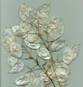 100 Lunaria - Money Plant - Honesty Flower Seeds - Seed World