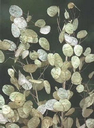 100 Lunaria - Money Plant - Honesty Flower Seeds - Seed World