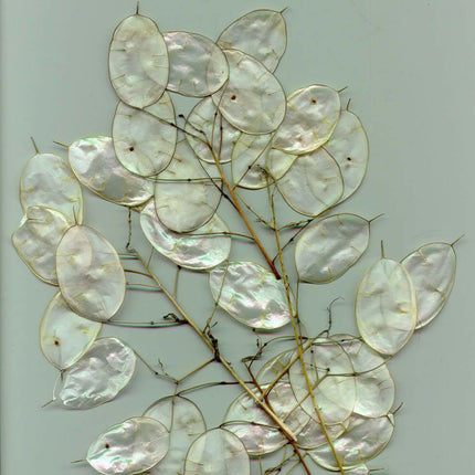 100 Lunaria - Money Plant - Honesty Flower Seeds - Seed World