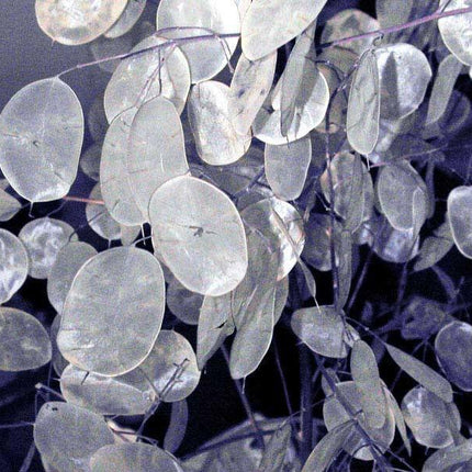 100 Lunaria - Money Plant - Honesty Flower Seeds - Seed World