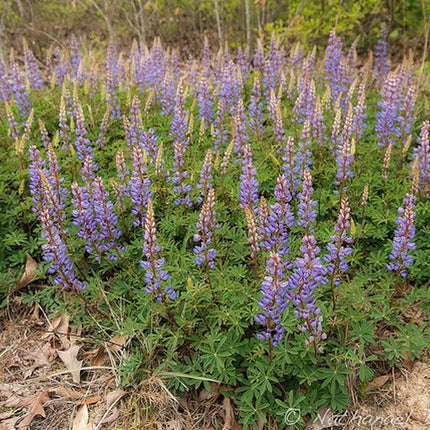 100 Lupine - Lupinus Perennis Seeds - Seed World