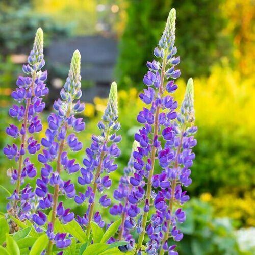 100 Lupine - Lupinus Perennis Seeds - Seed World