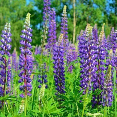 100  Lupine - Lupinus Perennis Seeds - Seed World