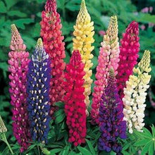 100 Lupine Polyphyllus Russell Mix Seeds - Seed World