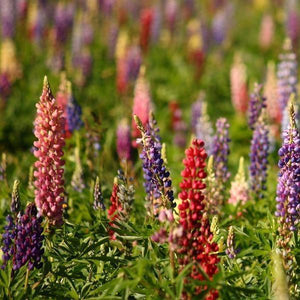 100 Lupine Polyphyllus Russell Mix Seeds - Seed World