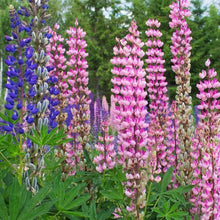 100 Lupine Polyphyllus Russell Mix Seeds - Seed World
