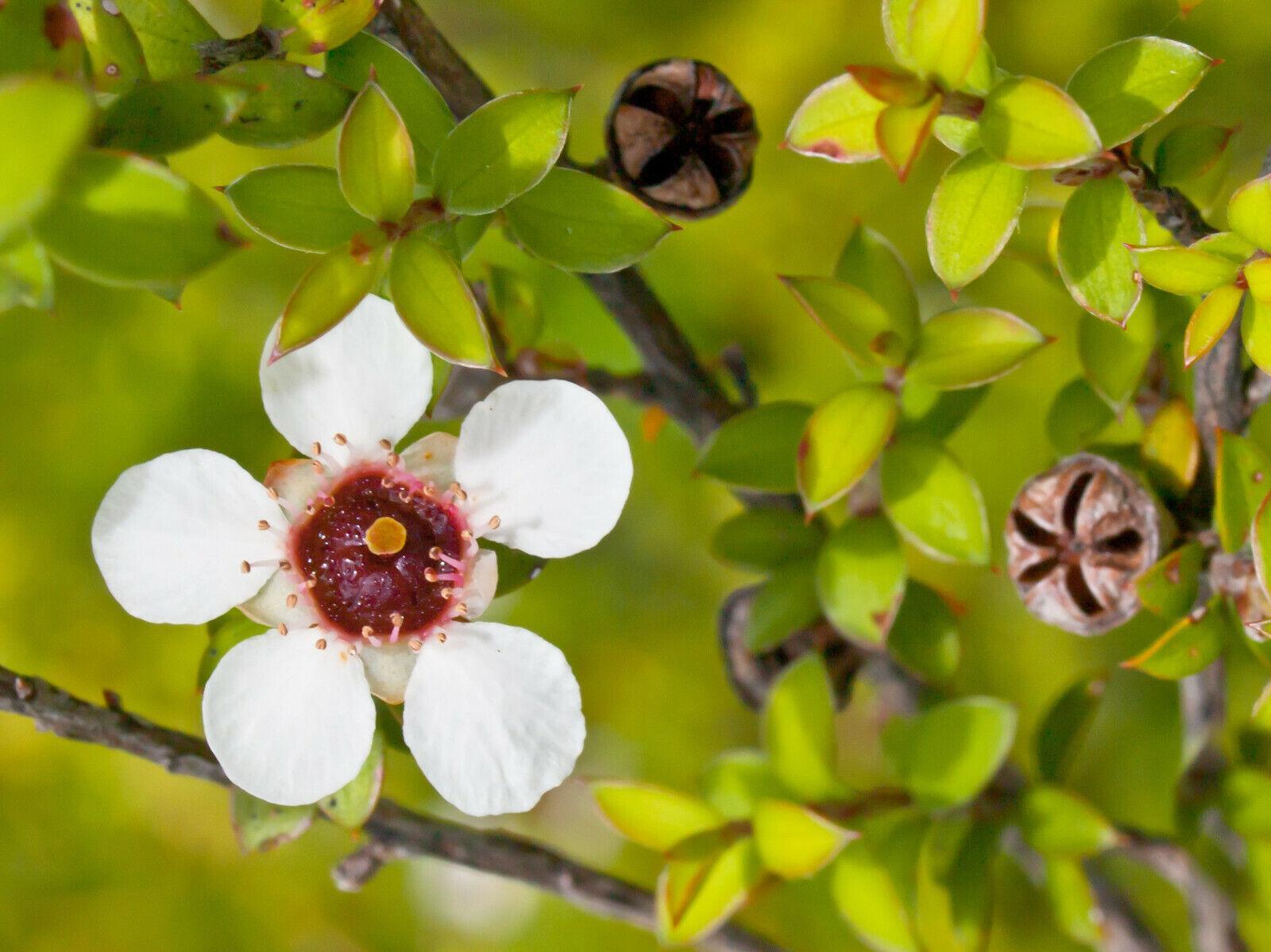 100 Manuka Tea Tree Seeds - Seed World