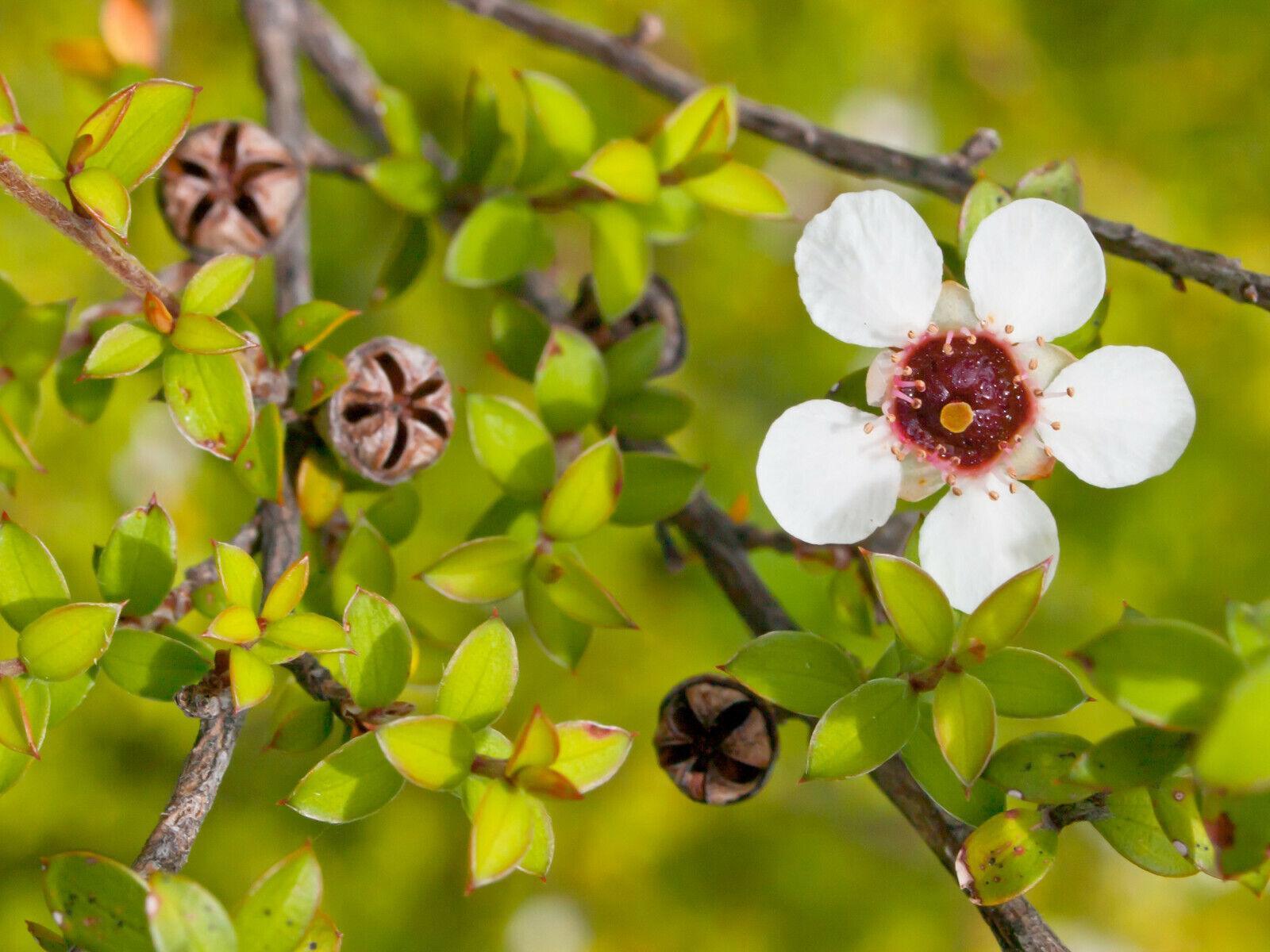 100 Manuka Tea Tree Seeds - Seed World