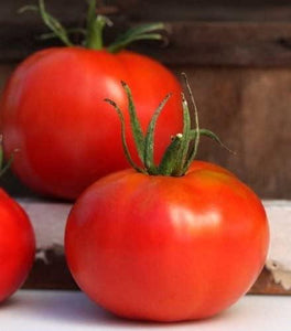 100 Marglobe Tomato Seeds - Seed World