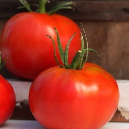 100 Marglobe Tomato Seeds - Seed World