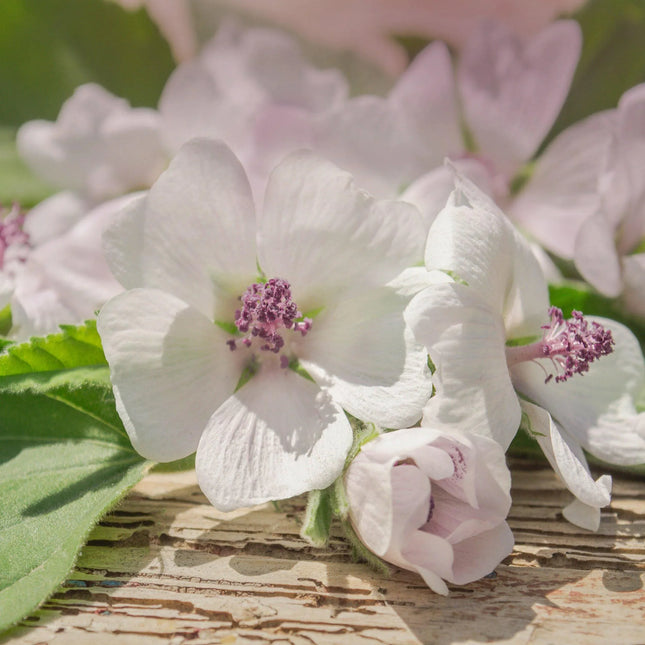 100 Marshmallow - Althaea Officinalis Seeds - Seed World
