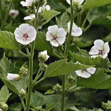 100 Marshmallow - Althaea Officinalis Seeds - Seed World