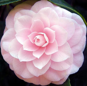 100 Mixed Double Camellia Impatiens Seeds - Seed World