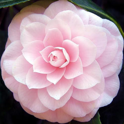 100 Mixed Double Camellia Impatiens Seeds - Seed World
