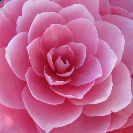 100 Mixed Double Camellia Impatiens Seeds - Seed World