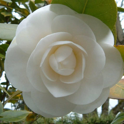 100 Mixed Double Camellia Impatiens Seeds - Seed World