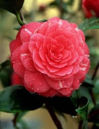 100 Mixed Double Camellia Impatiens Seeds - Seed World