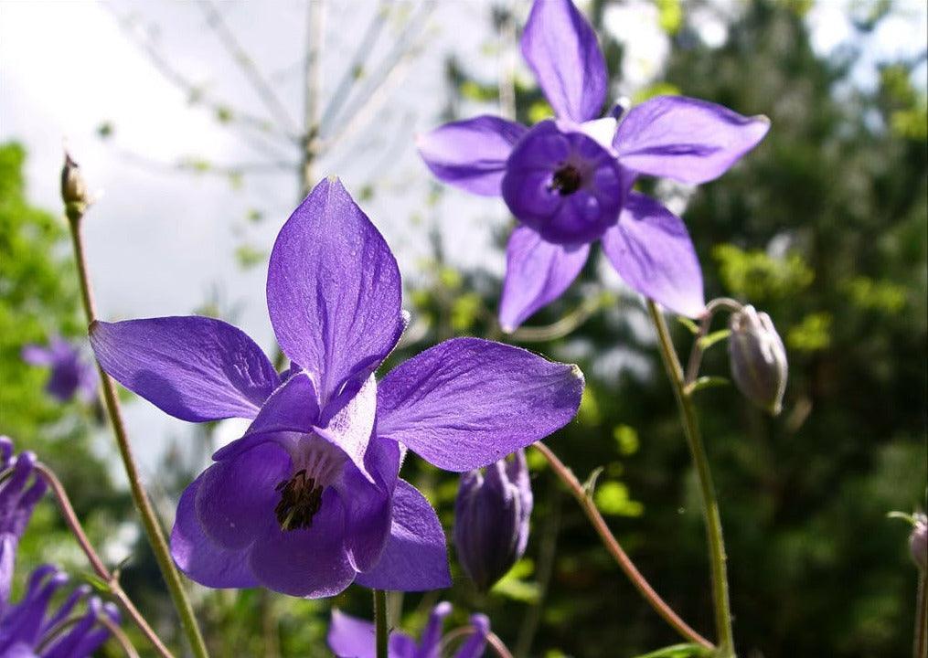 100 Mixed European Columbine Seeds - Seed World