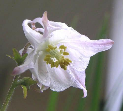 100 Mixed European Columbine Seeds - Seed World