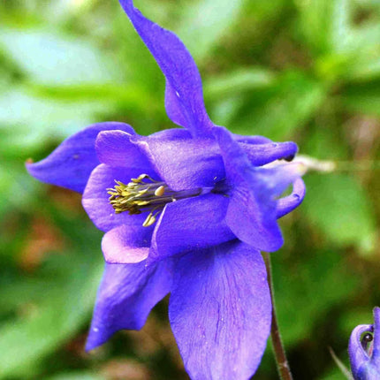 100 Mixed European Columbine Seeds - Seed World